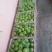【果园直发量大价优】烟台莱阳自家种植印度青苹果，香甜可囗