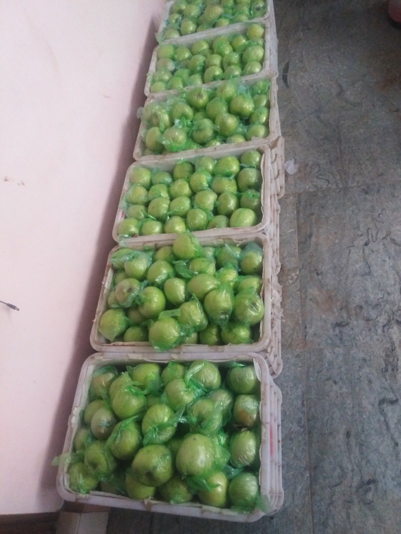 【果园直发量大价优】烟台莱阳自家种植印度青苹果，香甜可囗