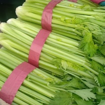 芹菜中的精品就在河北邯郸，物流配车，发往全国各地，