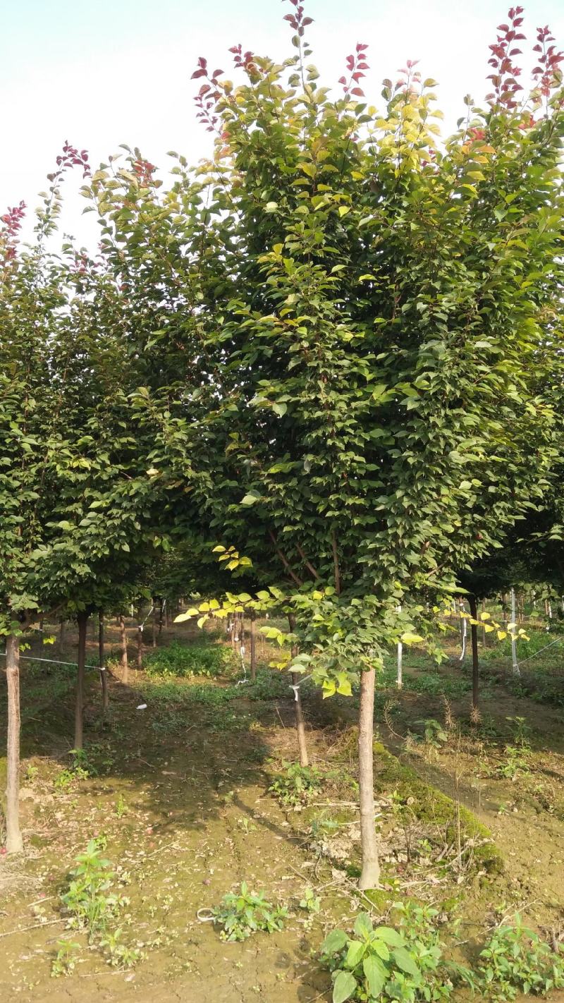 美人梅，十到十五公分，树形优美，欢迎前来选购