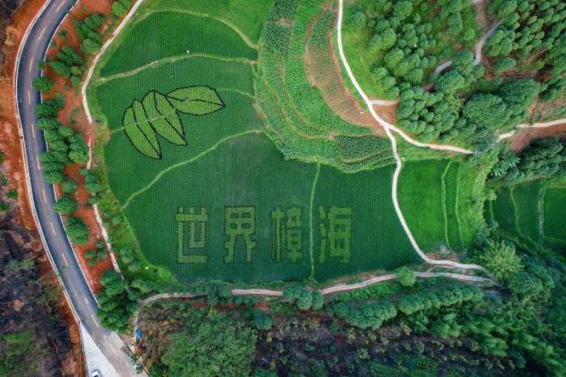 油樟苗川佛手苗黄葛兰四季支子