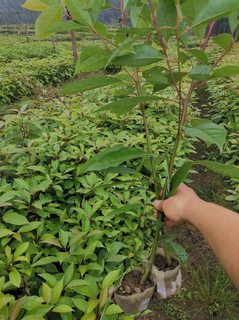 油樟苗川佛手苗黄葛兰四季支子