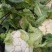 菜花，加工厂，商超，市场产地直供，货品质量保证，量大从优