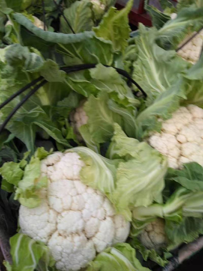 菜花，加工厂，商超，市场产地直供，货品质量保证，量大从优