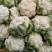 菜花，加工厂，商超，市场产地直供，货品质量保证，量大从优