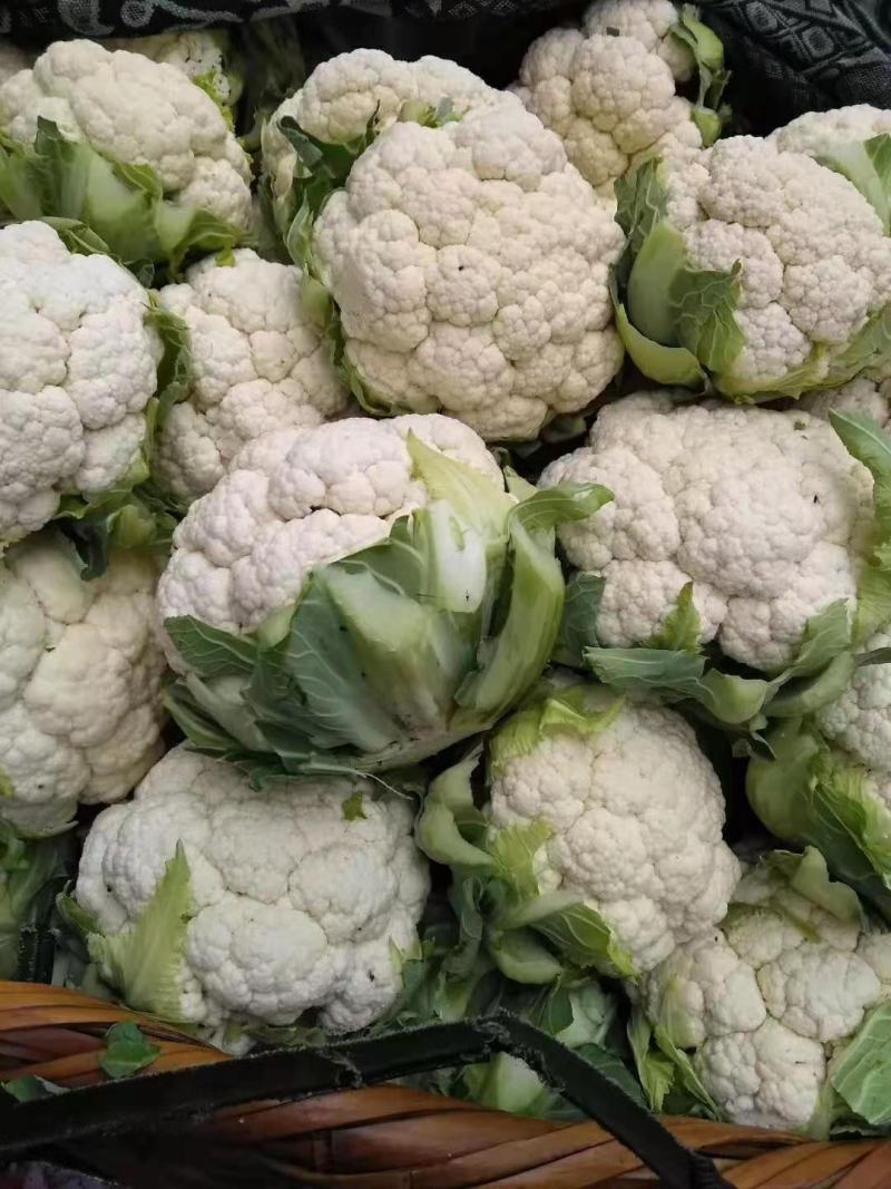 菜花，加工厂，商超，市场产地直供，货品质量保证，量大从优