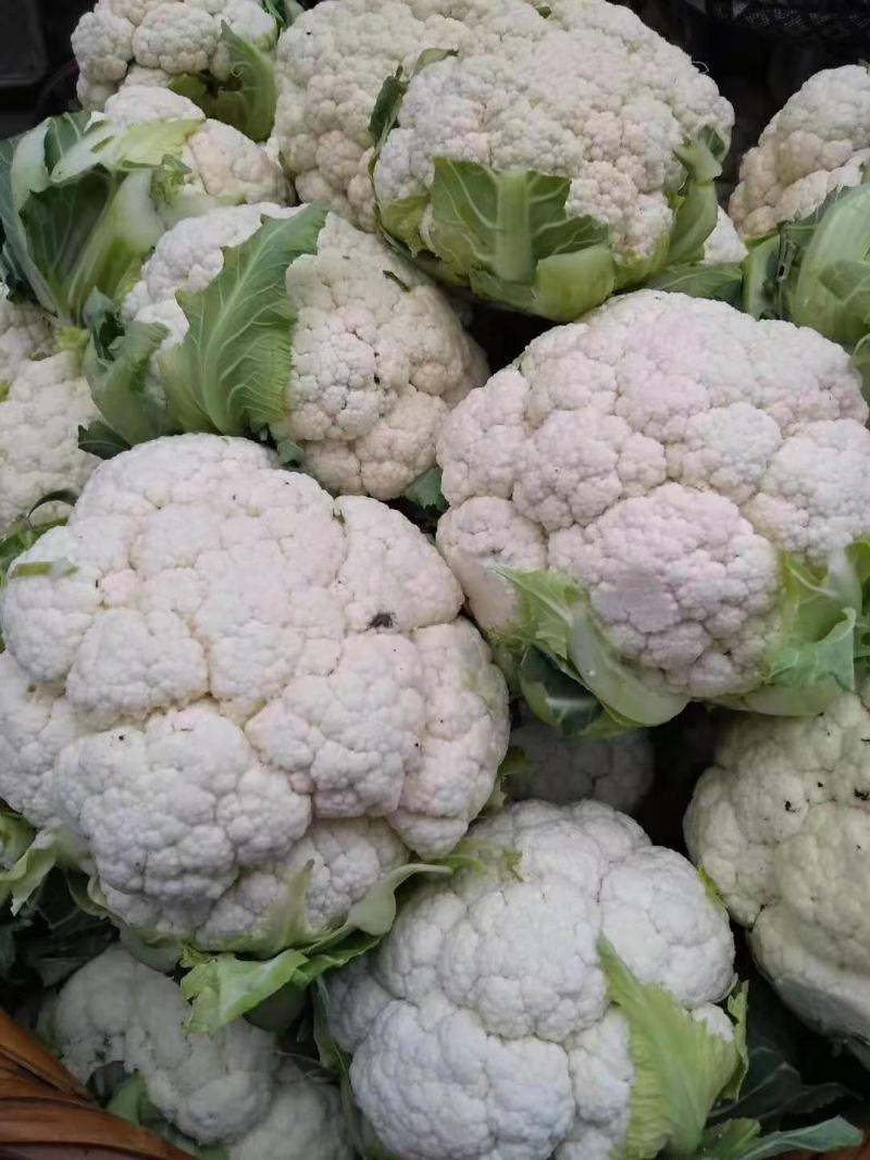 菜花，加工厂，商超，市场产地直供，货品质量保证，量大从优
