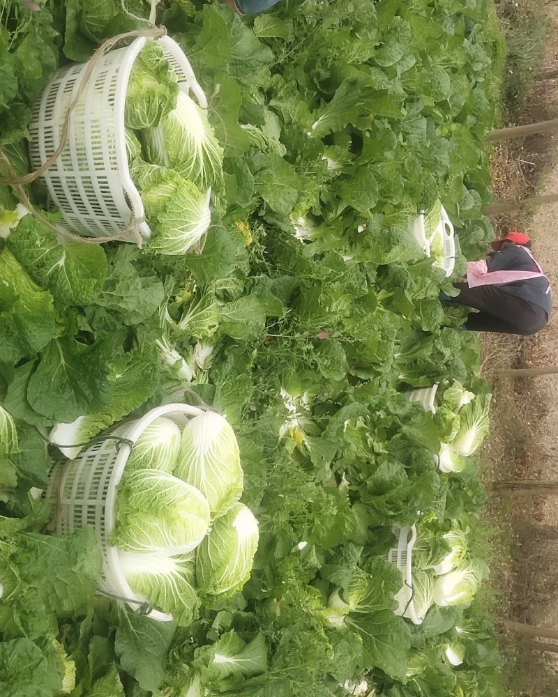 [优质]黄心大白菜翠绿鲜嫩产地直销诚信经营