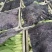 大量现货，万亩蔬菜基地，诚信报价