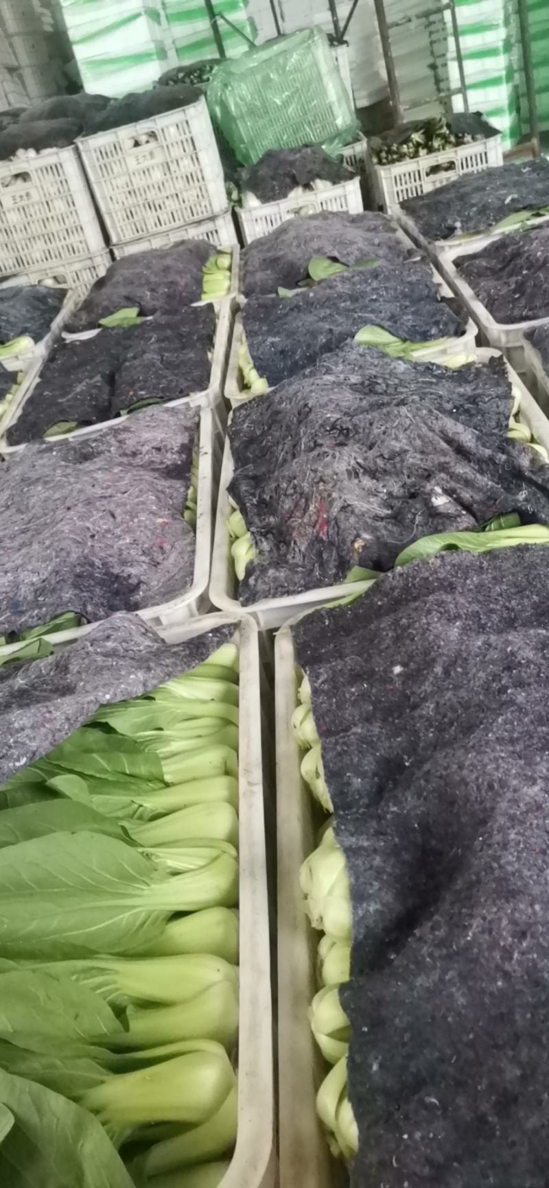 大量现货，万亩蔬菜基地，诚信报价