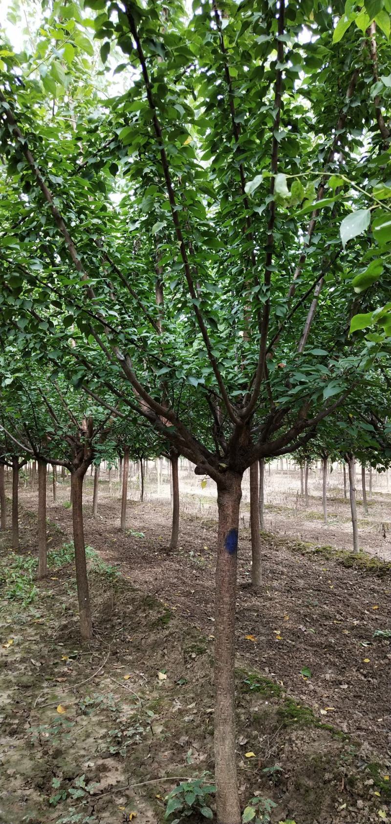 杏梅，八到十二公分，树形优美，黄土地移栽定植苗，根系发达