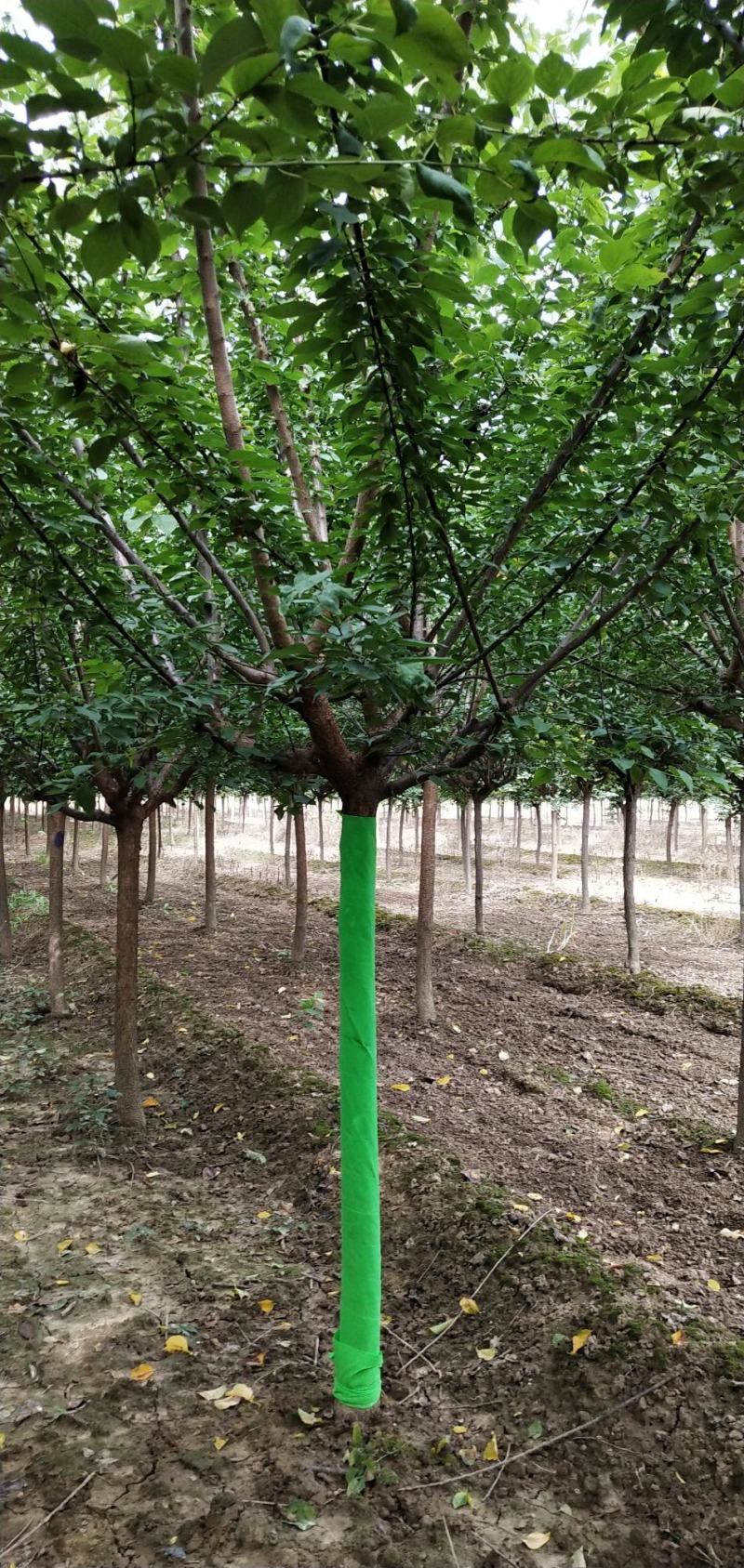 杏梅，八到十二公分，树形优美，黄土地移栽定植苗，根系发达