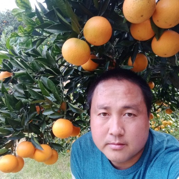 永兴冰糖橙诚招天下客，欢迎全国客商下单。。。。。。。。