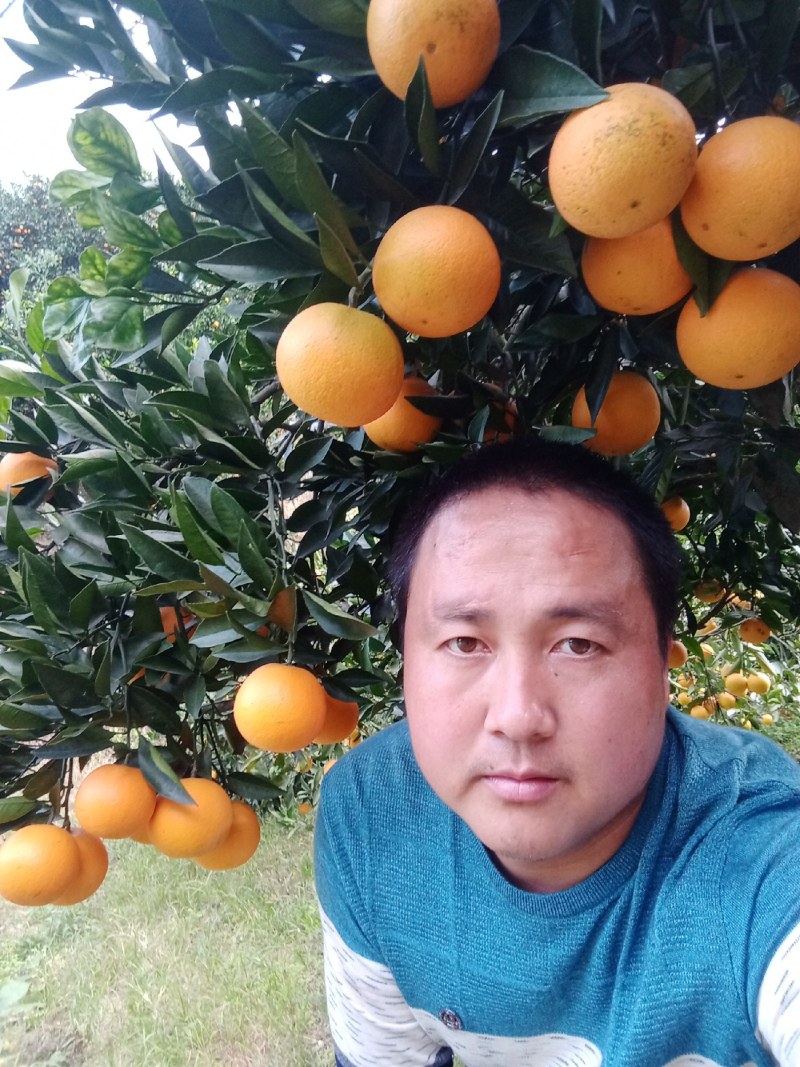 永兴冰糖橙诚招天下客，欢迎全国客商下单。。。。。。。。