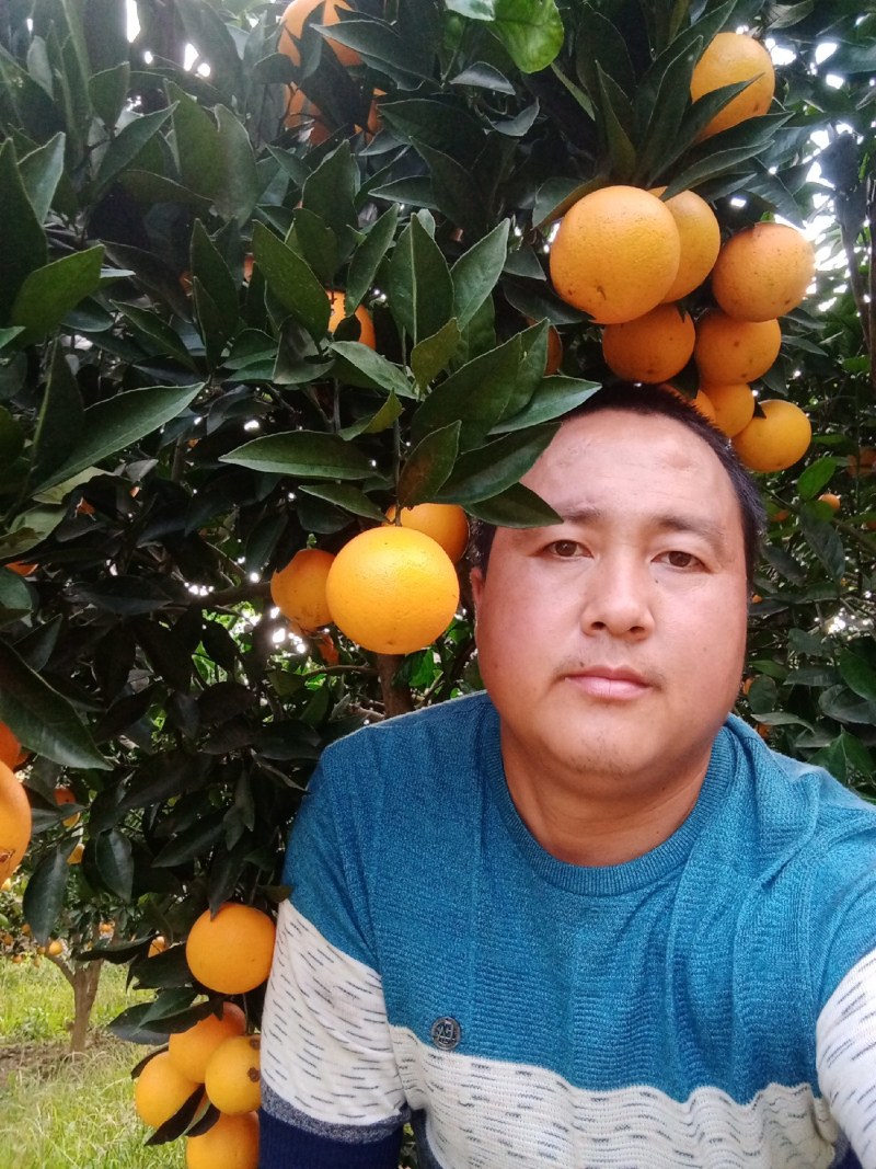 冰糖橙永兴县，诚招天下客。。。。。。。。。。