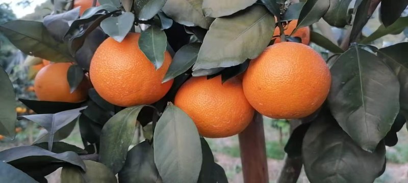 桂林爱媛38上市了看上的来搞