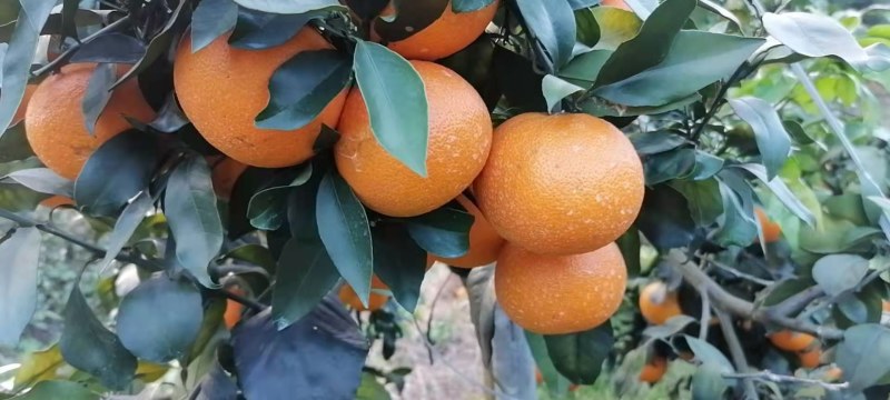 桂林爱媛38上市了看上的来搞