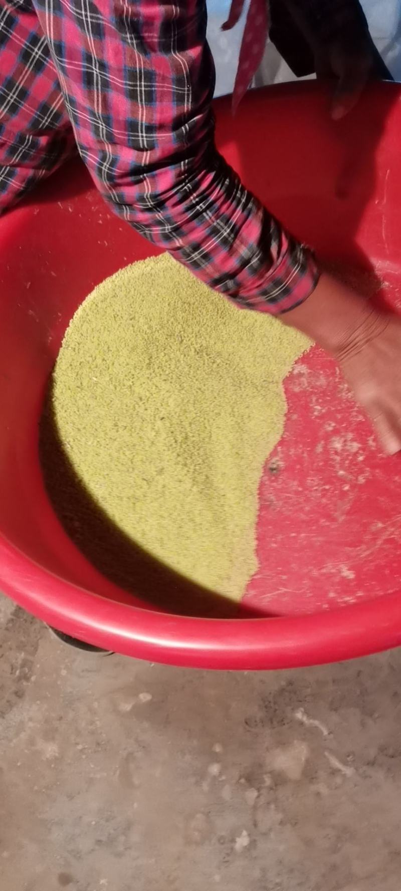 豆丹卵，豆丹子预定批发，三到十月份