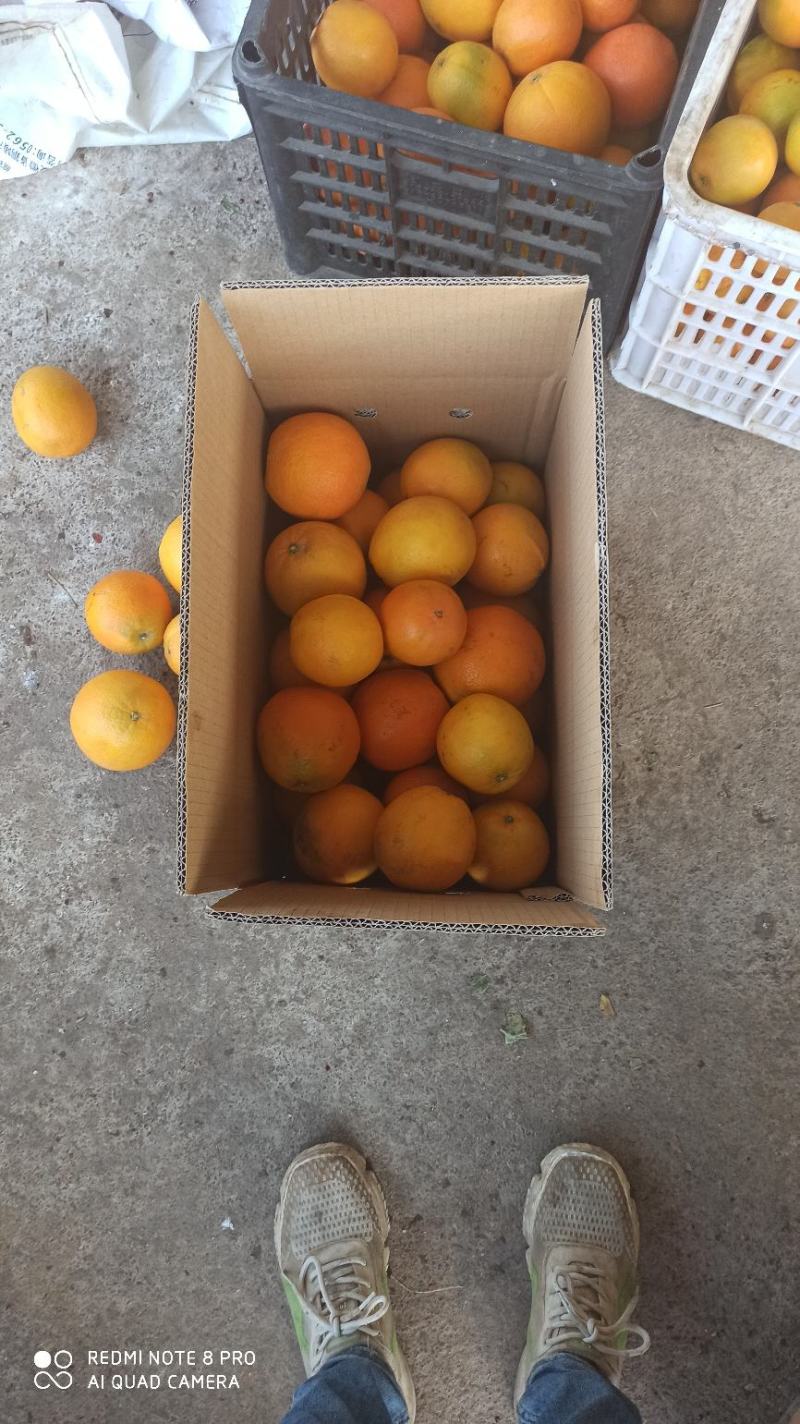 精品赣南脐橙现摘现发口感好多汁一手货源量大从优欢迎咨询