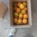 精品赣南脐橙现摘现发口感好多汁一手货源量大从优欢迎咨询