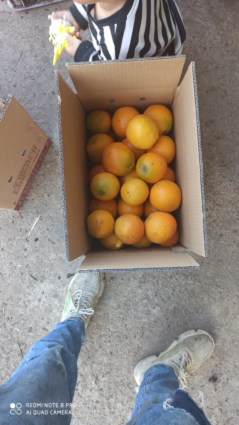 精品赣南脐橙现摘现发口感好多汁一手货源量大从优欢迎咨询