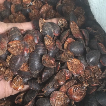 清水土元干品量大优惠