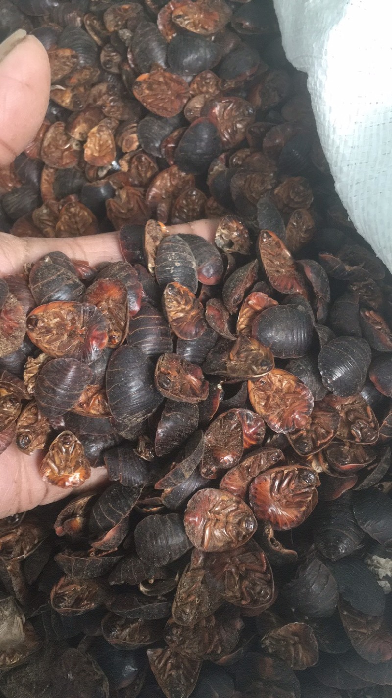 清水土元干品量大优惠
