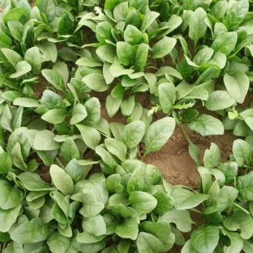 优质菠菜，欢迎采购，量大从优