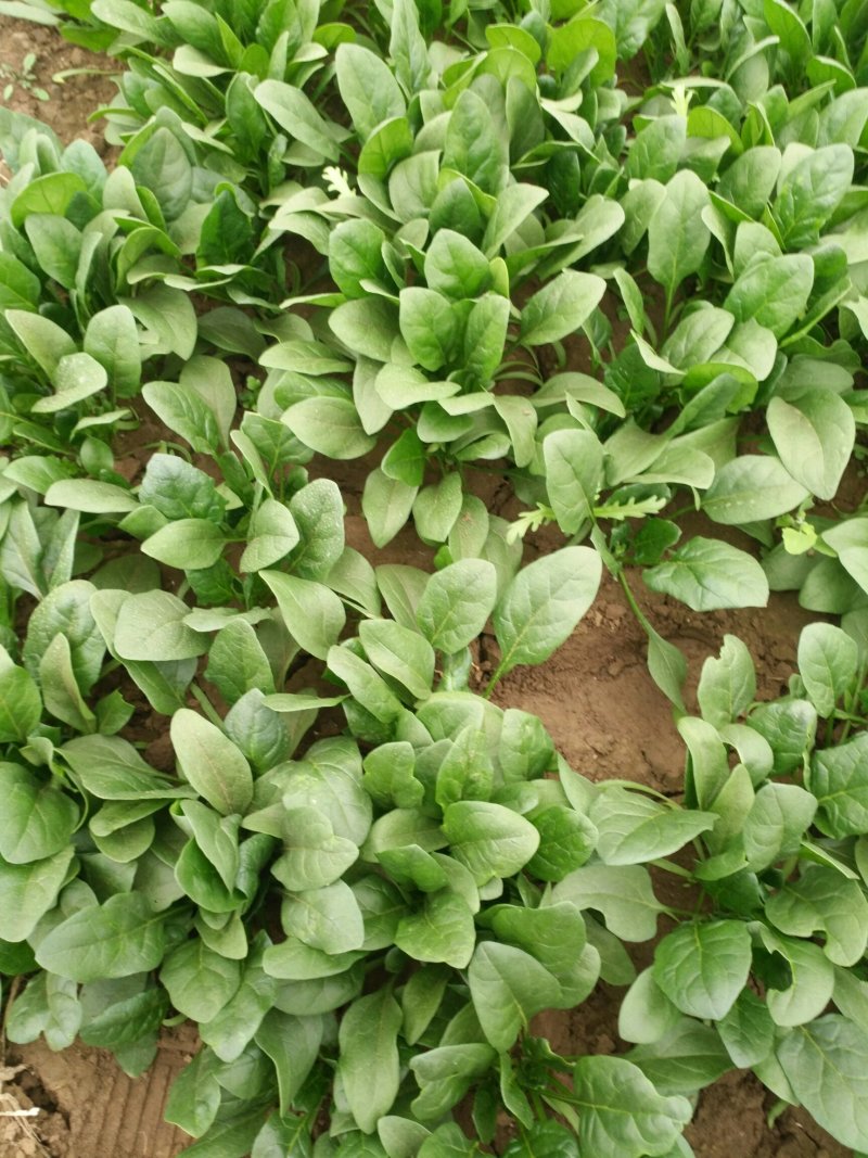 优质菠菜，欢迎采购，量大从优