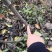 梨树苗0.8公分以上各种规格，秋月，晚秋，等品种都有