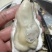 乳山三倍体生蚝，各规格有货，价格便宜，有意者电话联系