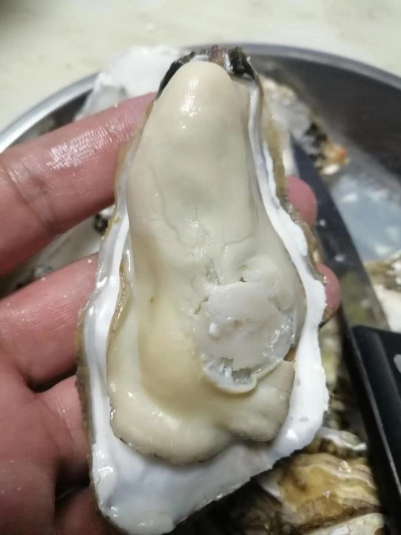 乳山三倍体生蚝，各规格有货，价格便宜，有意者电话联系