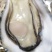 乳山三倍体生蚝，各规格有货，价格便宜，有意者电话联系