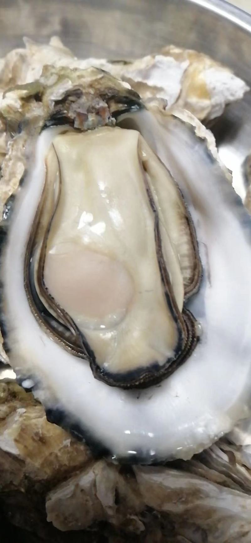 乳山三倍体生蚝，各规格有货，价格便宜，有意者电话联系