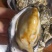 乳山三倍体生蚝，各规格有货，价格便宜，有意者电话联系