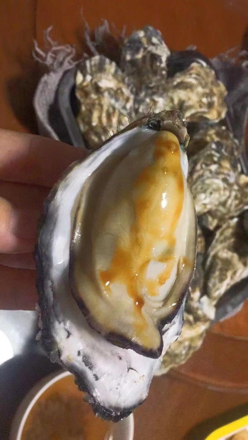 乳山三倍体生蚝，各规格有货，价格便宜，有意者电话联系