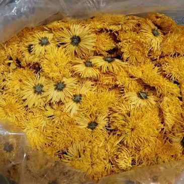 安徽省黄山产地供应干菊花扶贫产品金丝皇菊