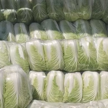 大白菜，基地直供，大量供应