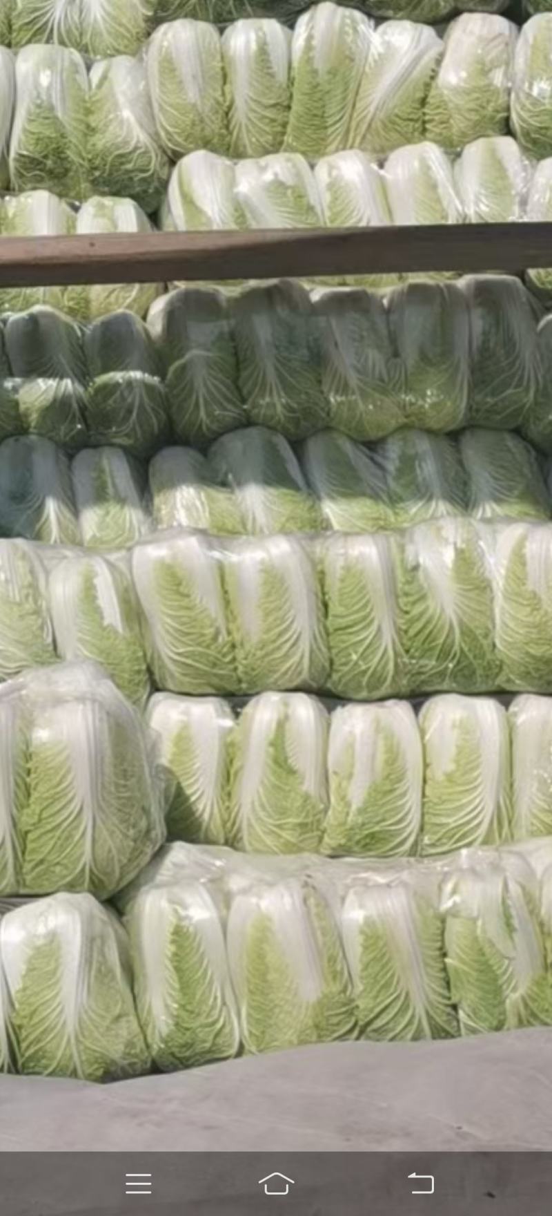 大白菜，基地直供，大量供应
