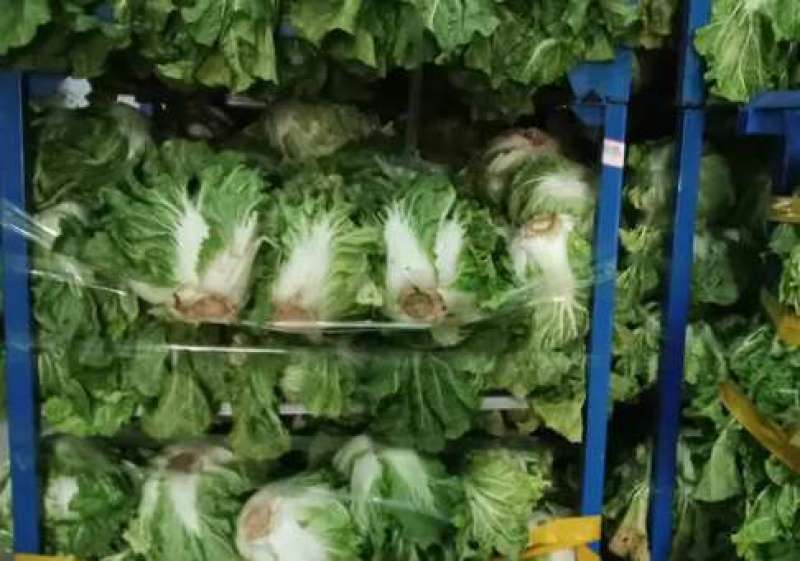 大白菜868东京大白菜，新乡小包，鸡腿白菜需要联系啊。