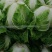大白菜868东京大白菜，新乡小包，鸡腿白菜需要联系啊。