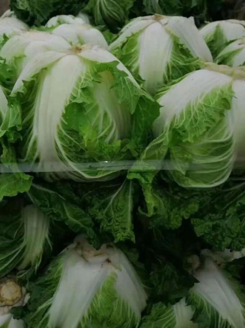大白菜868东京大白菜，新乡小包，鸡腿白菜需要联系啊。