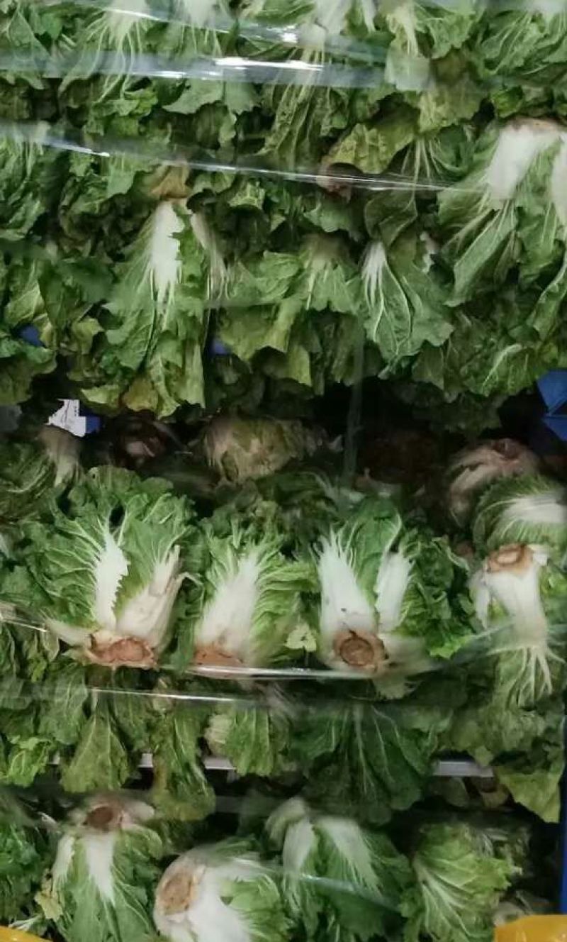 大白菜868东京大白菜，新乡小包，鸡腿白菜需要联系啊。