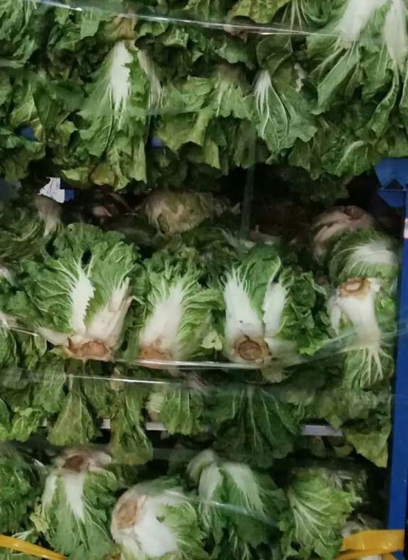 大白菜868东京大白菜，新乡小包，鸡腿白菜需要联系啊。