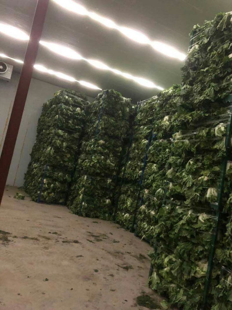 大白菜868东京大白菜，新乡小包，鸡腿白菜需要联系啊。
