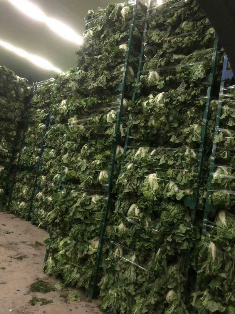 大白菜868东京大白菜，新乡小包，鸡腿白菜需要联系啊。
