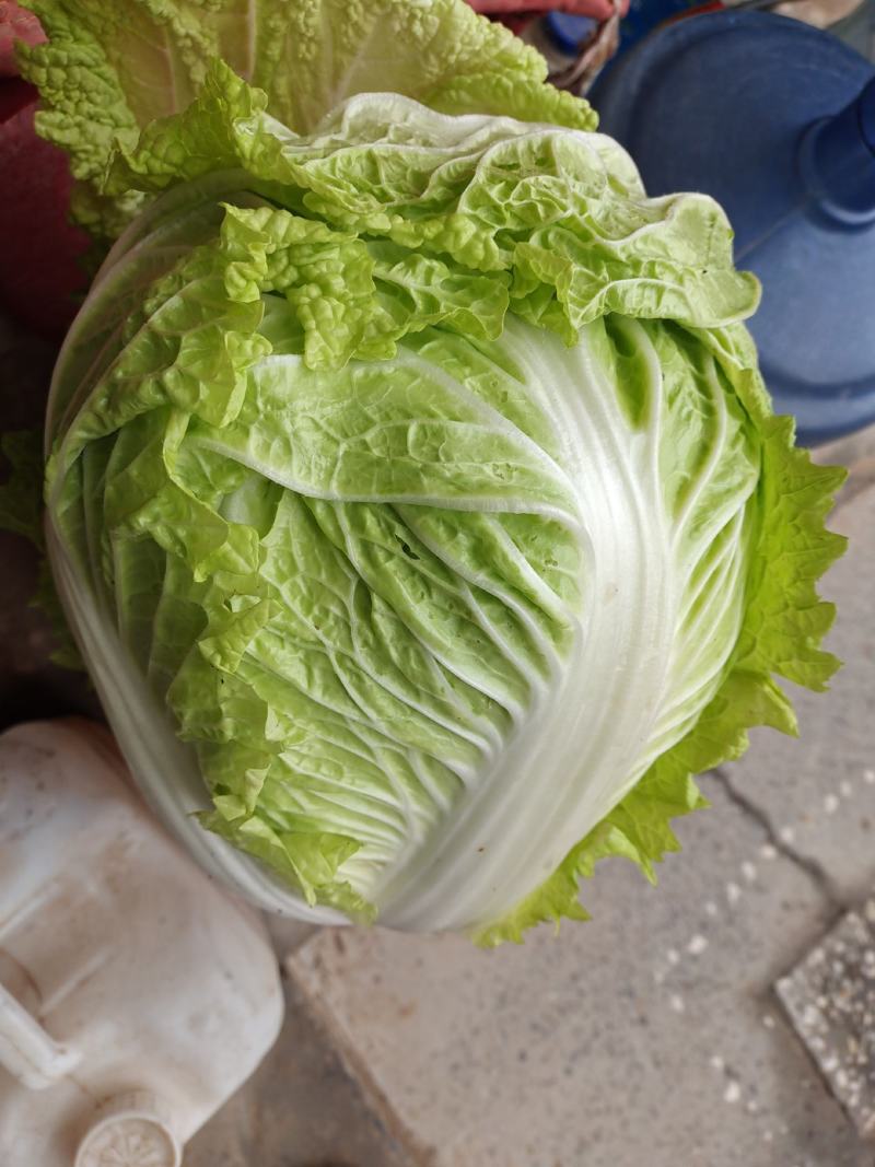 白菜大白菜优质冷库大白菜