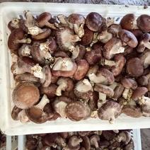 本地特产，鲜香菇，花菇，现摘现发