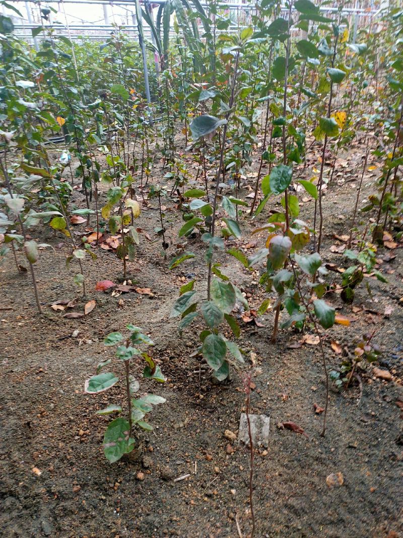 海棠八楞海棠苗海棠树嫁接用定植观赏