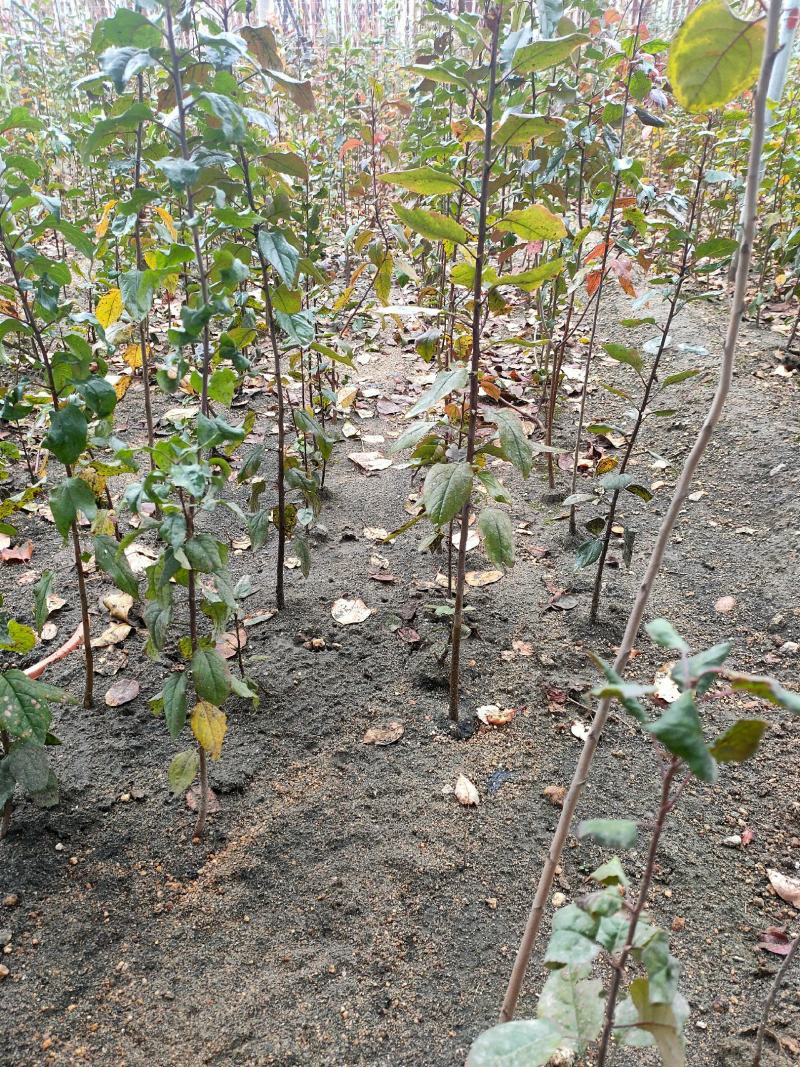 海棠八楞海棠苗海棠树嫁接用定植观赏